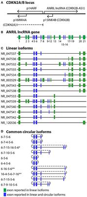 ANRIL: A lncRNA at the CDKN2A/B Locus With Roles in Cancer and Metabolic Disease